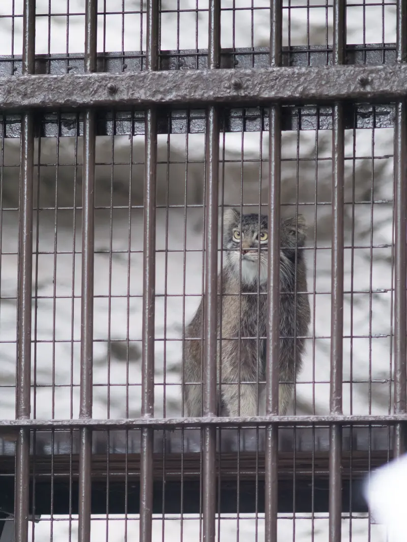 A photograph of Figa in Nogeyama Zoo