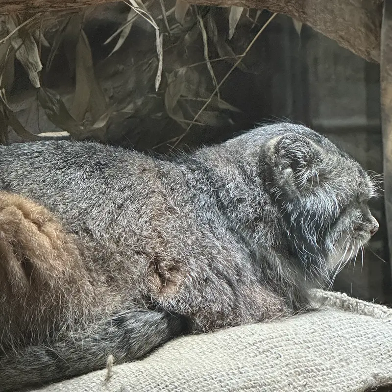 A photograph of a Pallas's cat