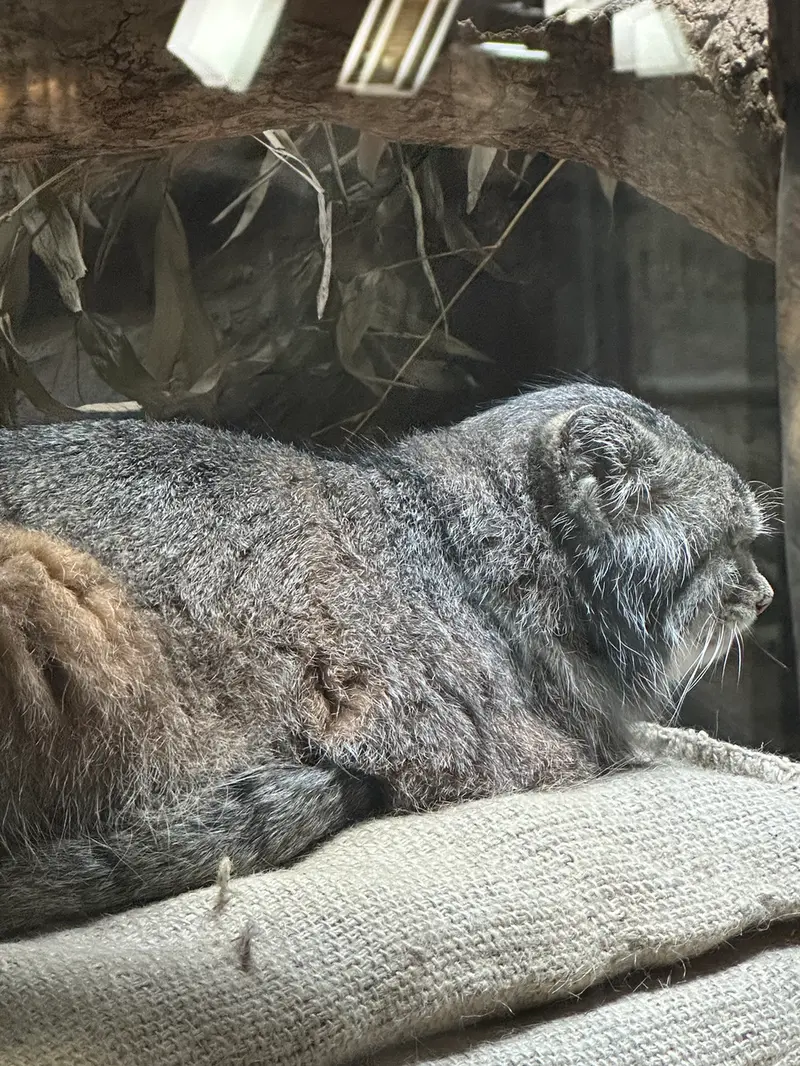 A photograph of a Pallas's cat