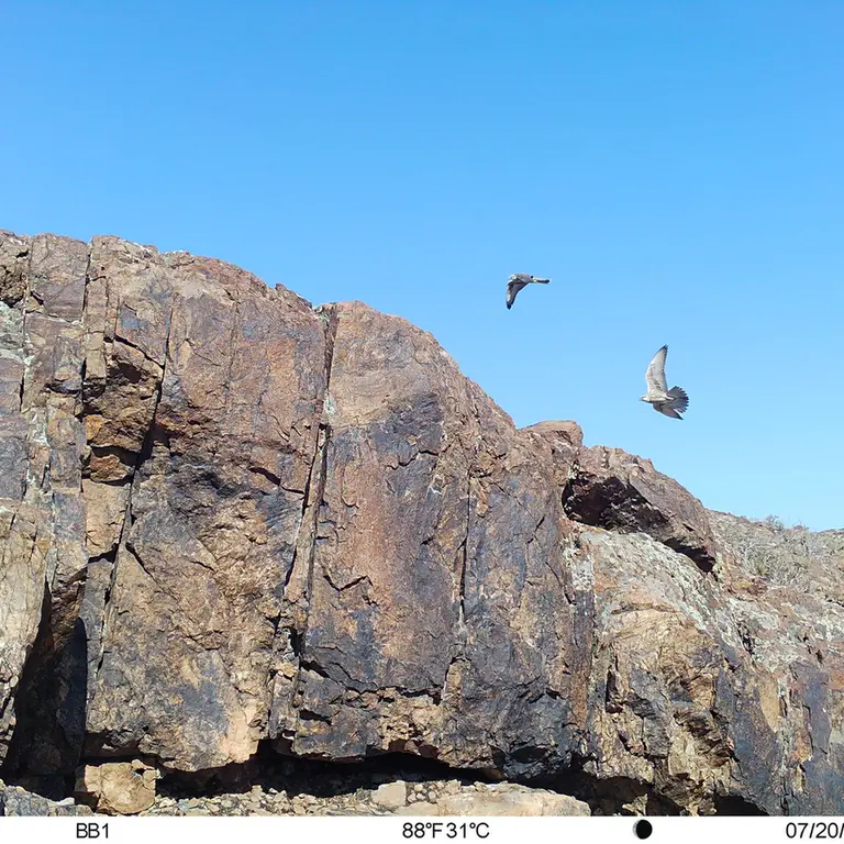 A photograph of Saker falcon from Aktas-Kunkora [new] camera trap
