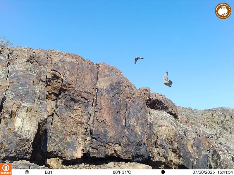 A photograph of Saker falcon from Aktas-Kunkora [new] camera trap