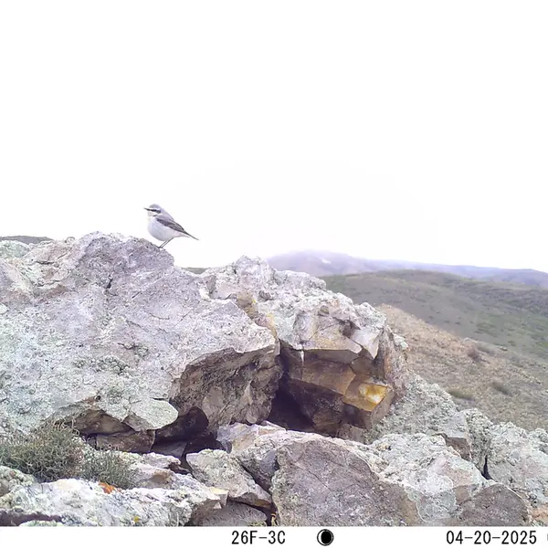A photograph of a Pallas's cat from Besshoky 1 camera trap