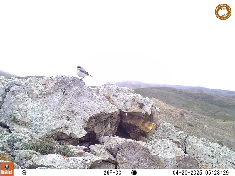 A photograph of a Pallas&#039;s cat from Besshoky 1 camera trap