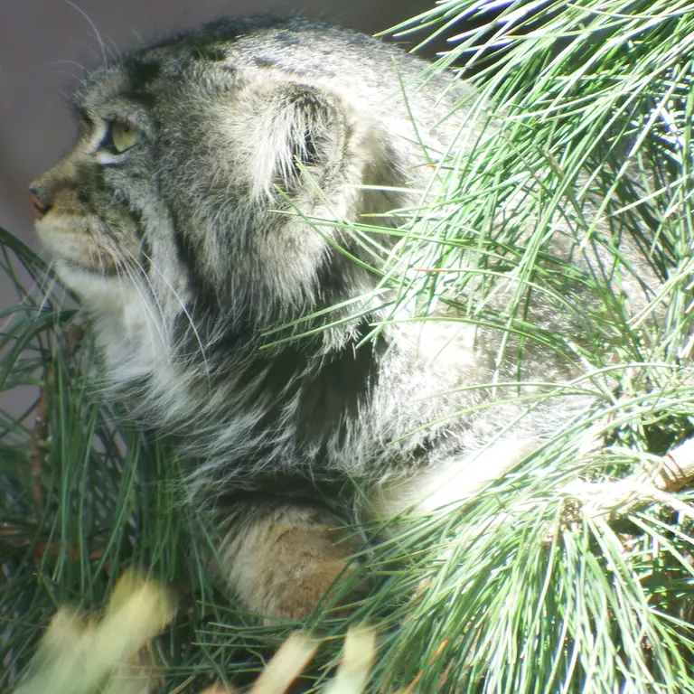 A photograph of Boris in Royev Ruchey