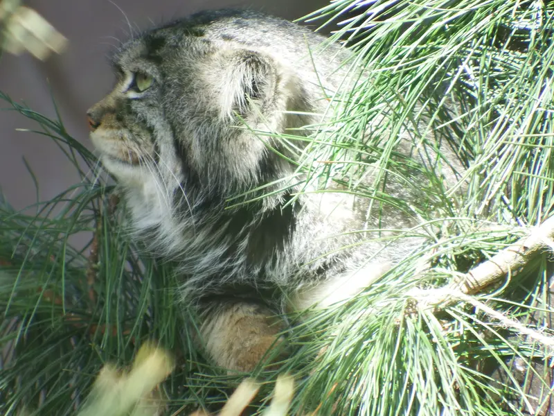 A photograph of Boris in Royev Ruchey