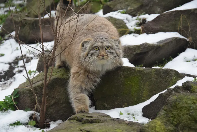 A photograph of Lucy in Budapest Zoo &amp; Botanical Garden