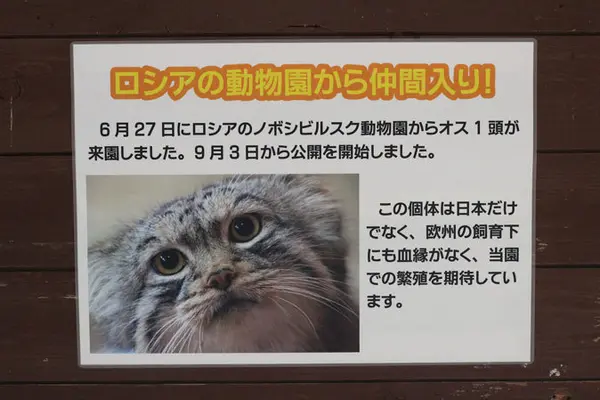 A photograph of Lev in Saitama Children's Zoo
