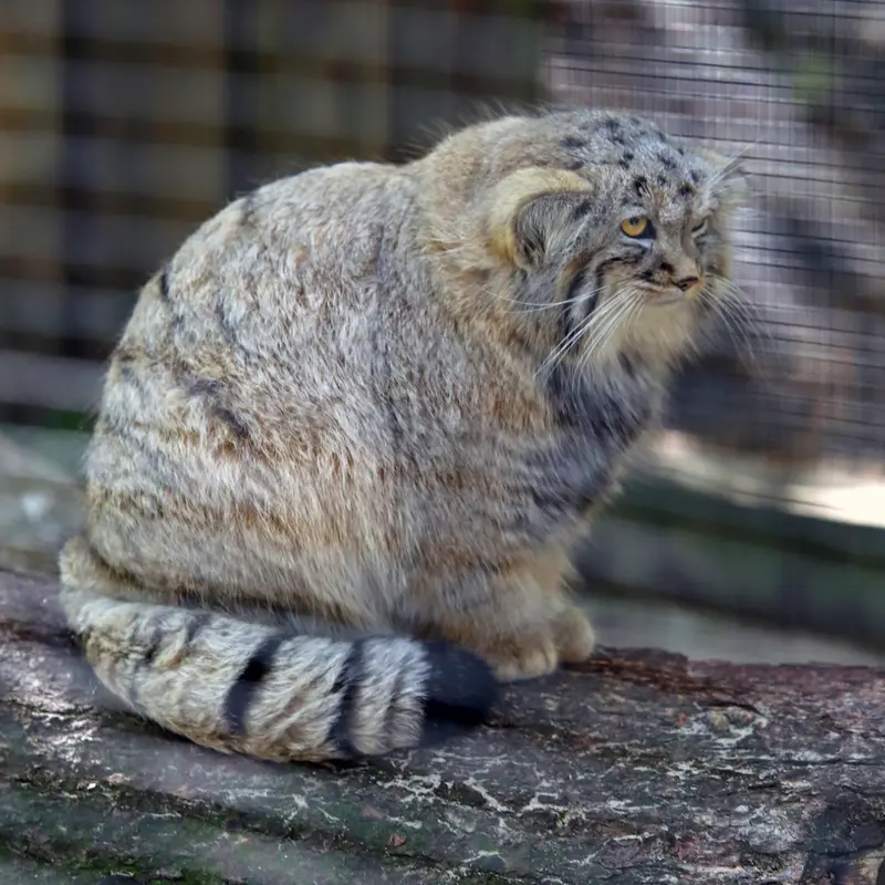 A photograph of Kitten of Alani b.2026 Ⅱ in Košice Zoo