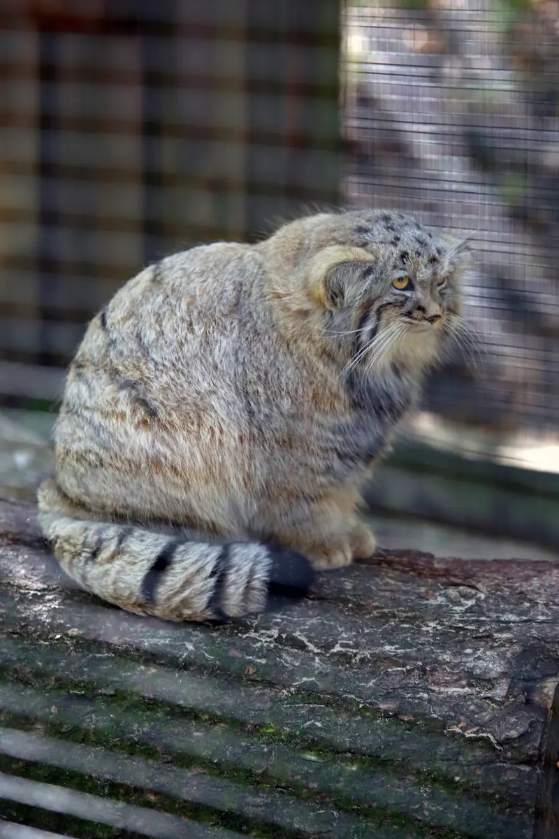 A photograph of Kitten of Alani b.2026 Ⅱ in Košice Zoo