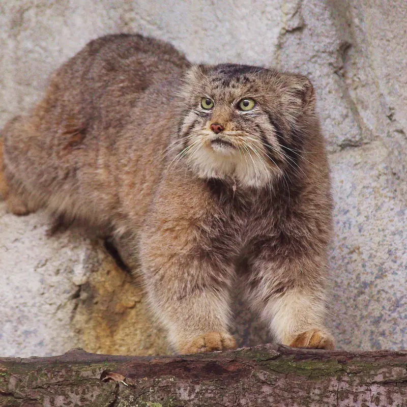 A photograph of Paval in Columbus Zoo and Aquarium