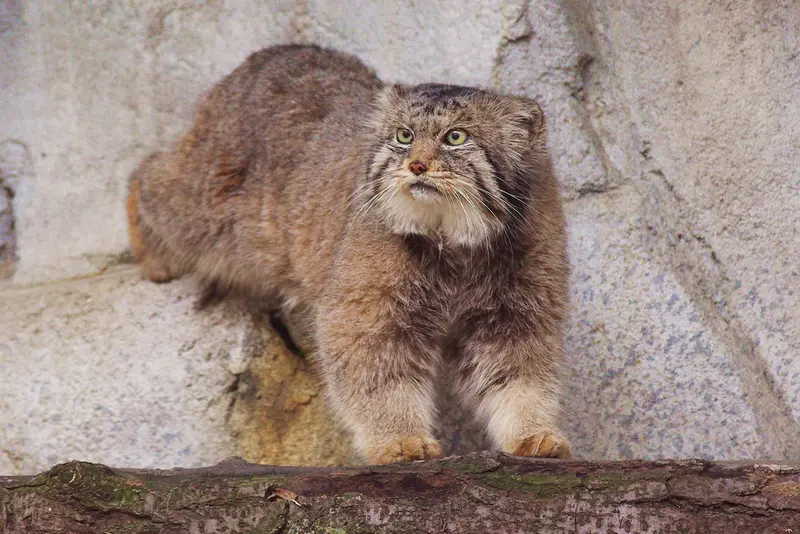 A photograph of Paval in Columbus Zoo and Aquarium