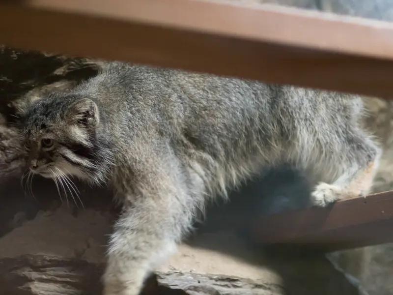 A photograph of Klyon in Ueno Zoological Gardens