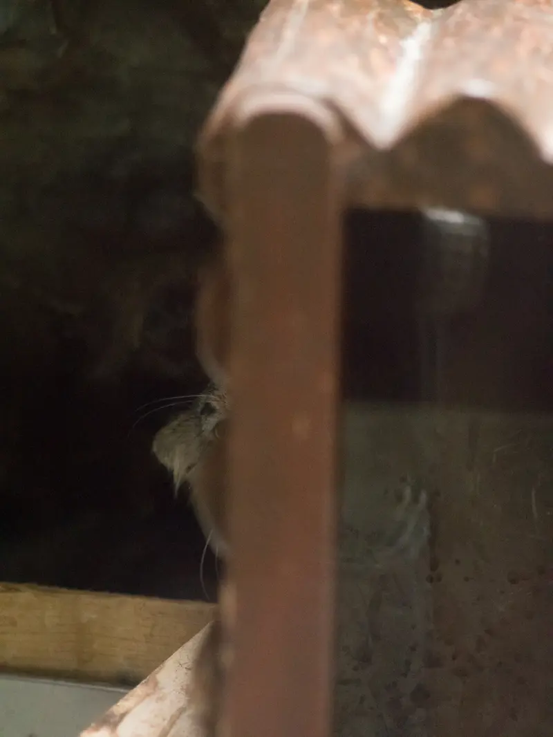 A photograph of Shafran in Ueno Zoological Gardens