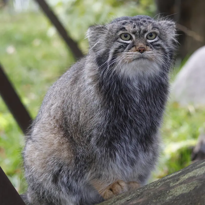 A photograph of Timofey in Moscow zoo