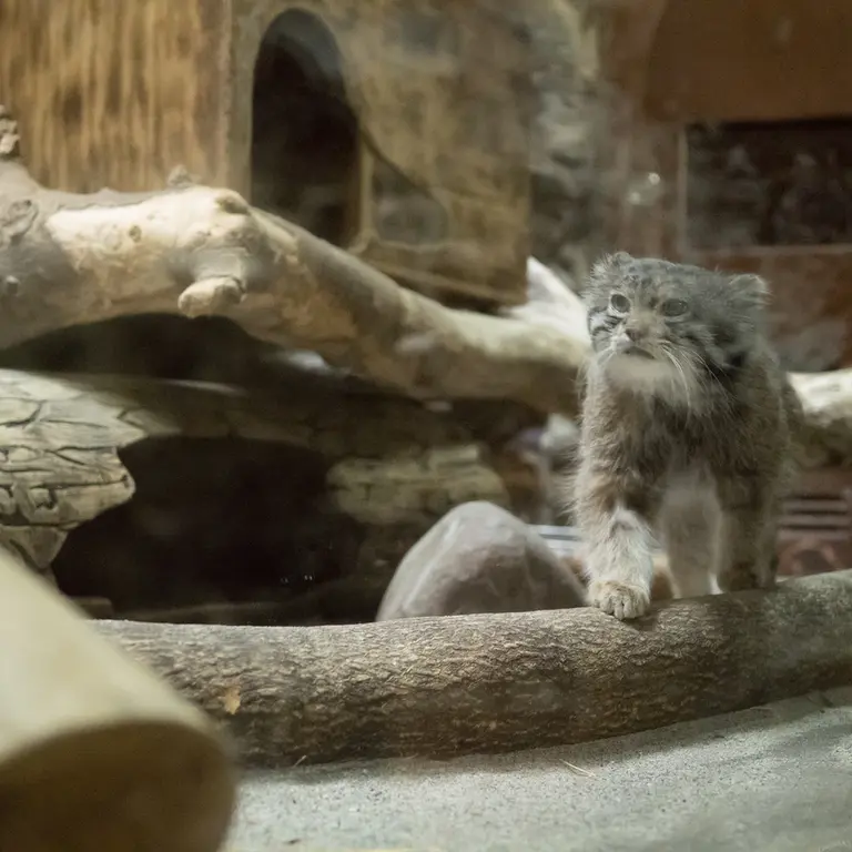 A photograph of Klyon in Ueno Zoological Gardens