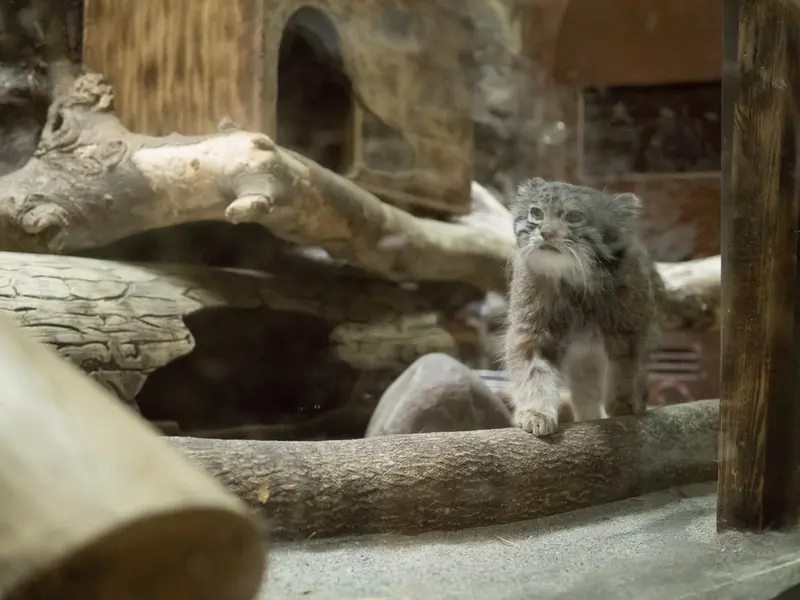 A photograph of Klyon in Ueno Zoological Gardens