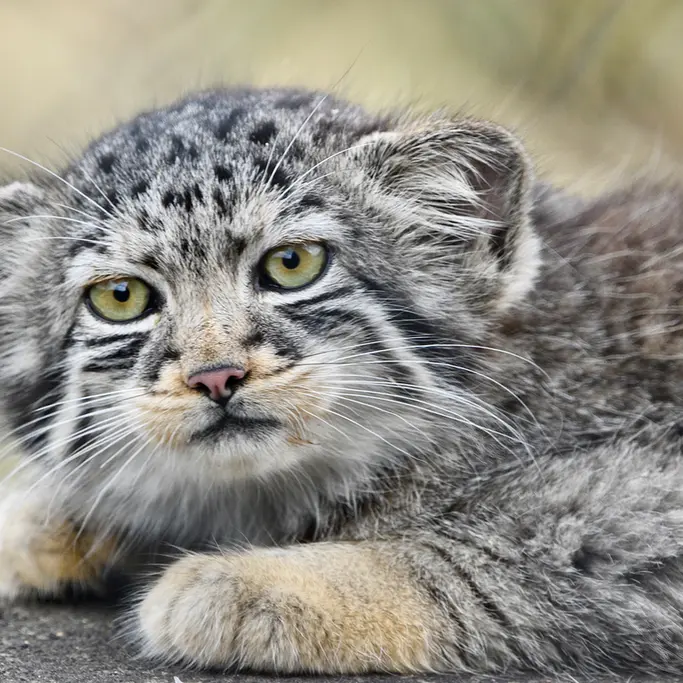 A photograph of a Pallas's cat in Port Lympne Wild Animal Park