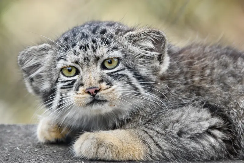 A photograph of a Pallas's cat in Port Lympne Wild Animal Park