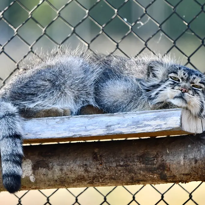 A photograph of Atlan in Port Lympne Wild Animal Park
