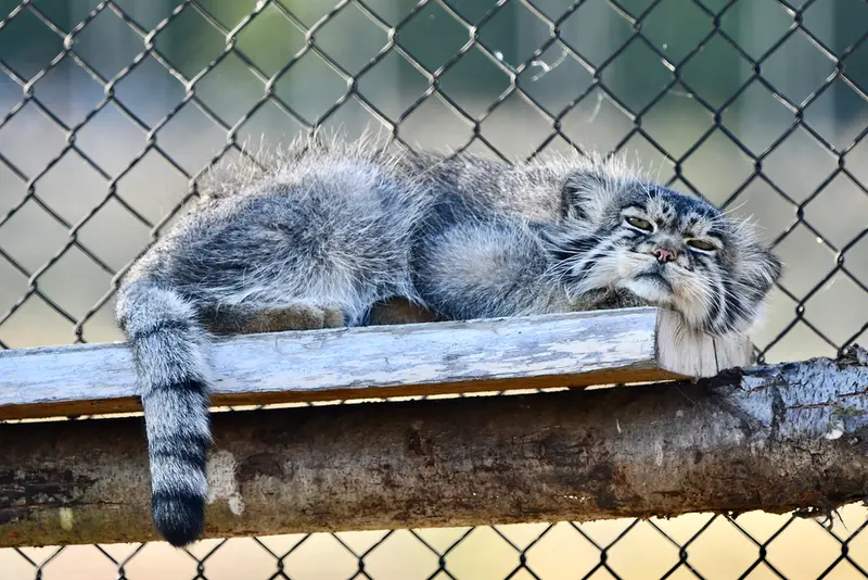 A photograph of Atlan in Port Lympne Wild Animal Park