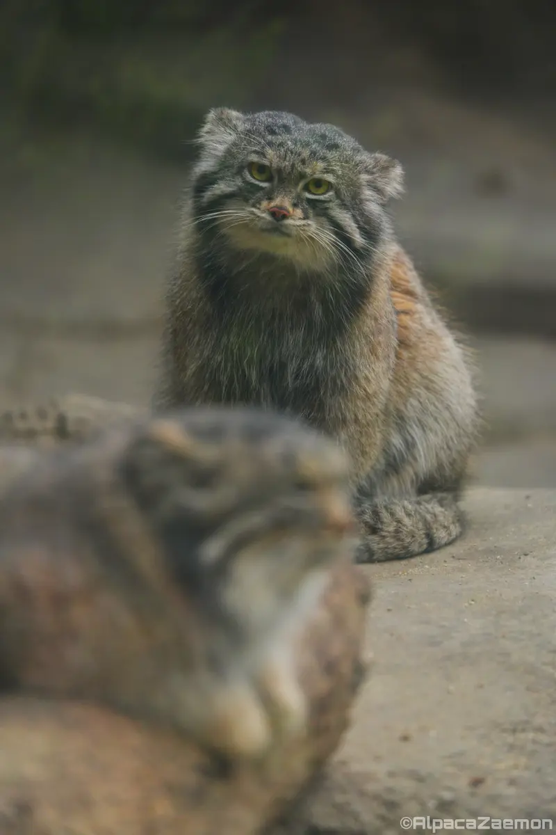 A photograph of Az and Nar in Kobe Animal Kingdom