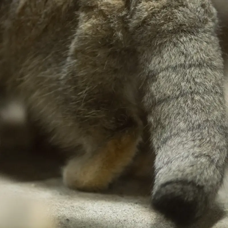 A photograph of Klyon in Ueno Zoological Gardens