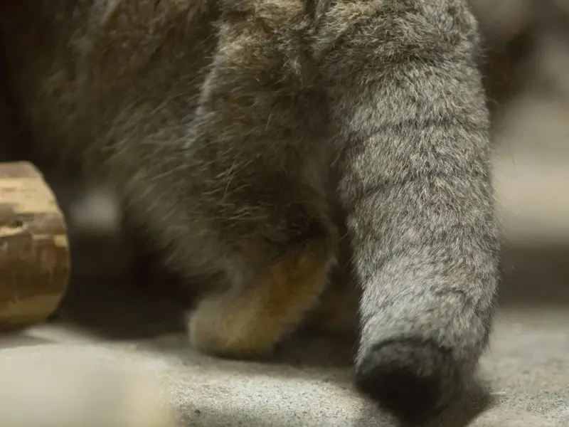 A photograph of Klyon in Ueno Zoological Gardens