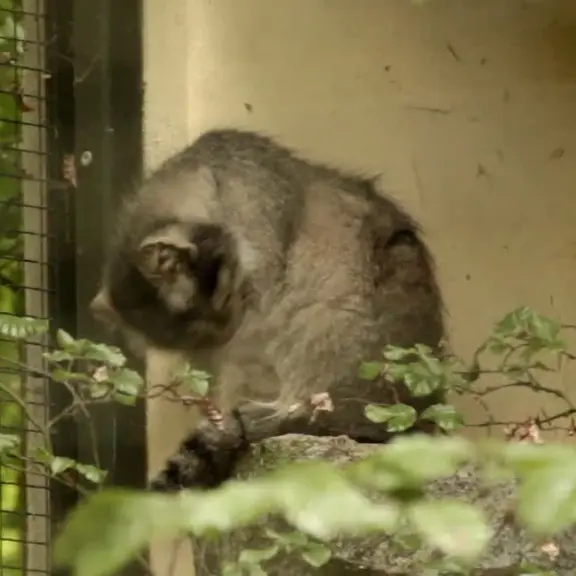 A photograph of a Pallas's cat in Chemnitz Zoo