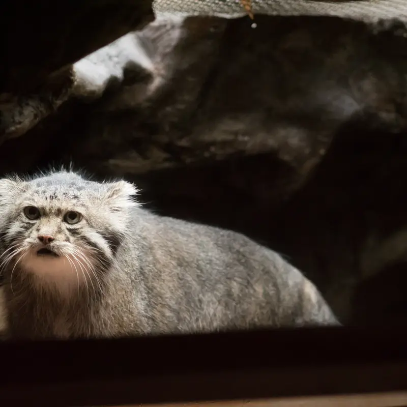 A photograph of Klyon in Ueno Zoological Gardens