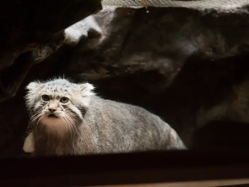 A photograph of Klyon in Ueno Zoological Gardens