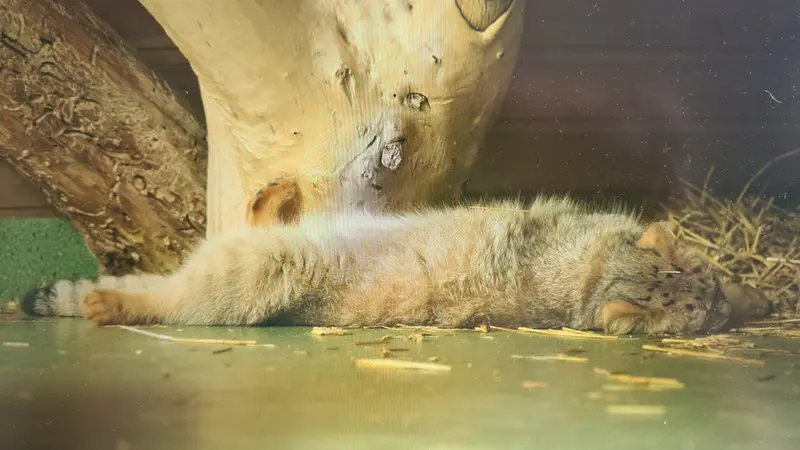 A photograph of a Pallas's cat