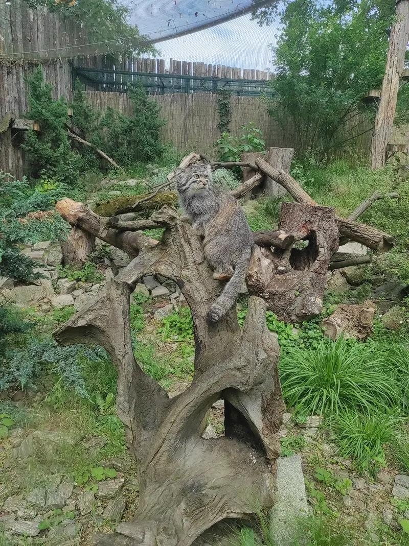 A photograph of Zarina in Wrocław Zoo