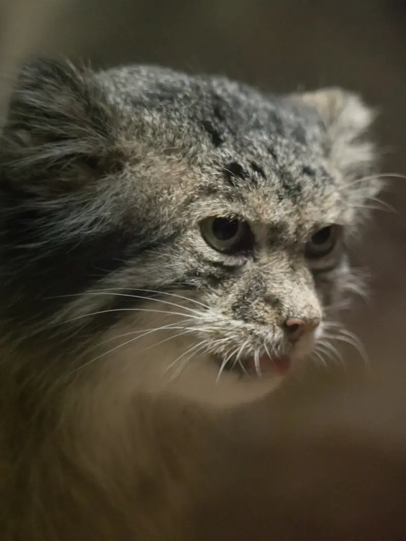 A photograph of Klyon in Ueno Zoological Gardens