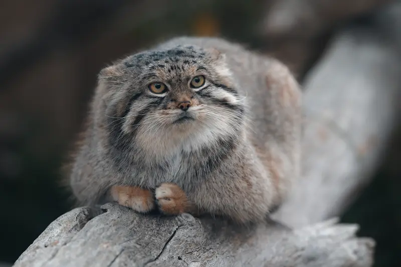 A photograph of Lev in Nasu Animal Kingdom