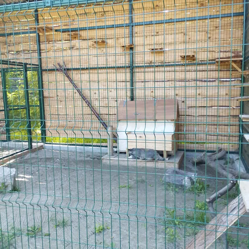 A photograph of Chip in Barnaul zoo “Lesnaya skazka”