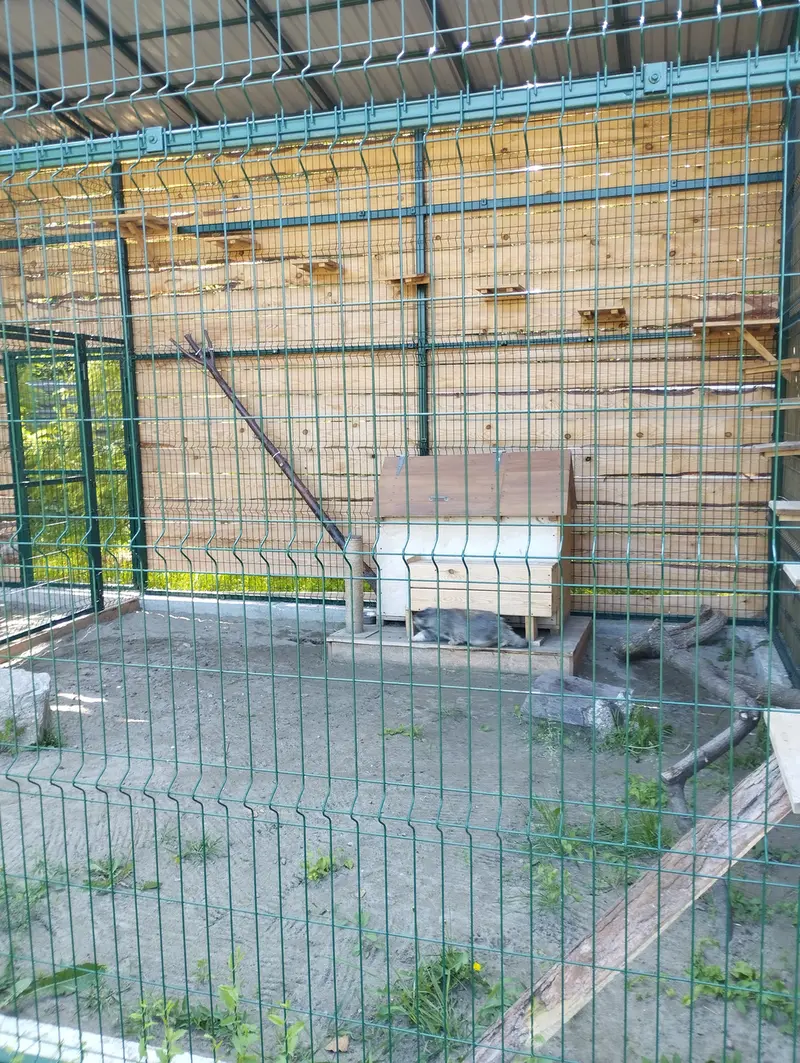 A photograph of Chip in Barnaul zoo “Lesnaya skazka”