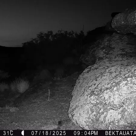 A photograph of European hare from Bektauata 2 camera trap