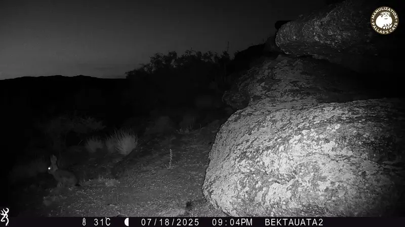 A photograph of European hare from Bektauata 2 camera trap