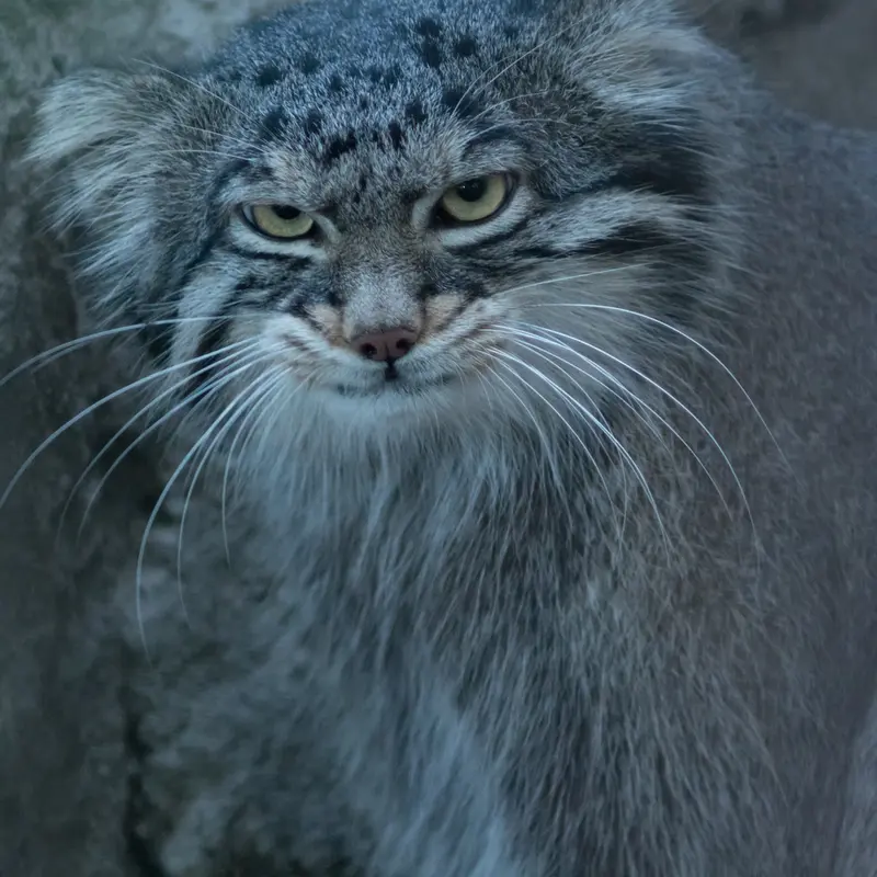 A photograph of Figa in Nogeyama Zoo
