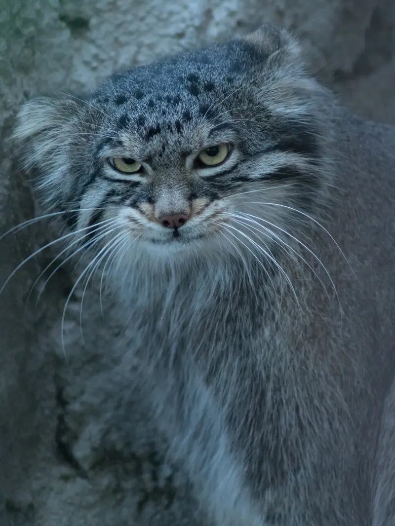 A photograph of Figa in Nogeyama Zoo