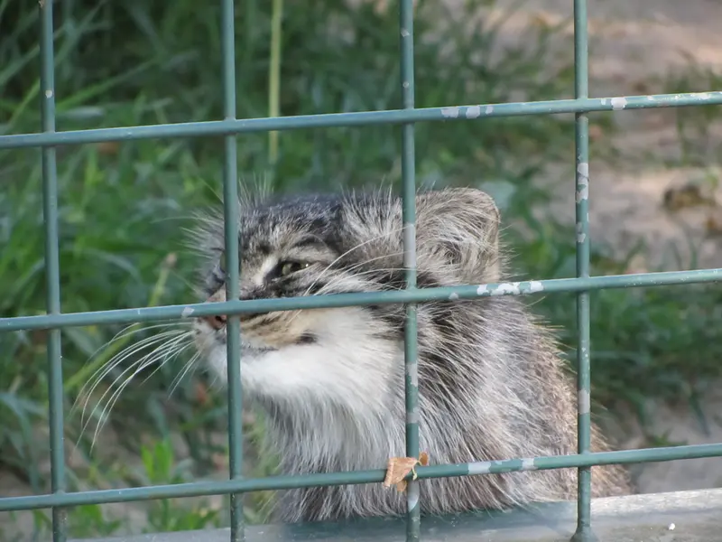 A photograph of a Pallas's cat in Tierpark Berlin