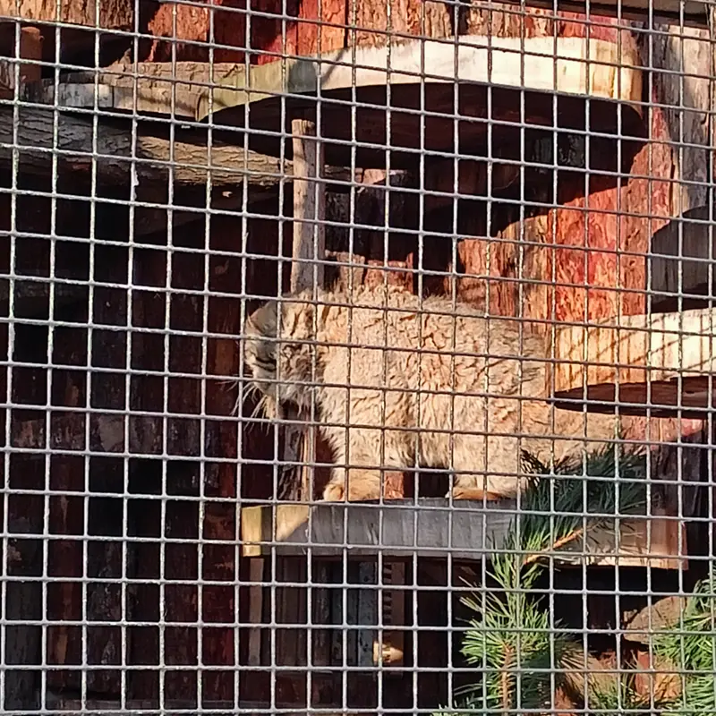 A photograph of Sven in Leningrad zoo