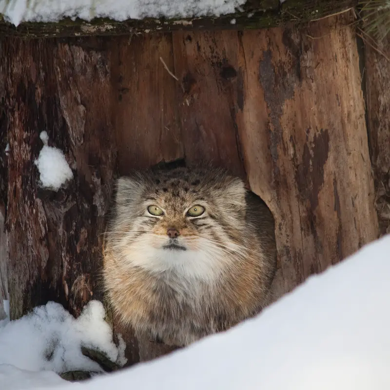 A photograph of Solitaire in Korkeasaari Zoo