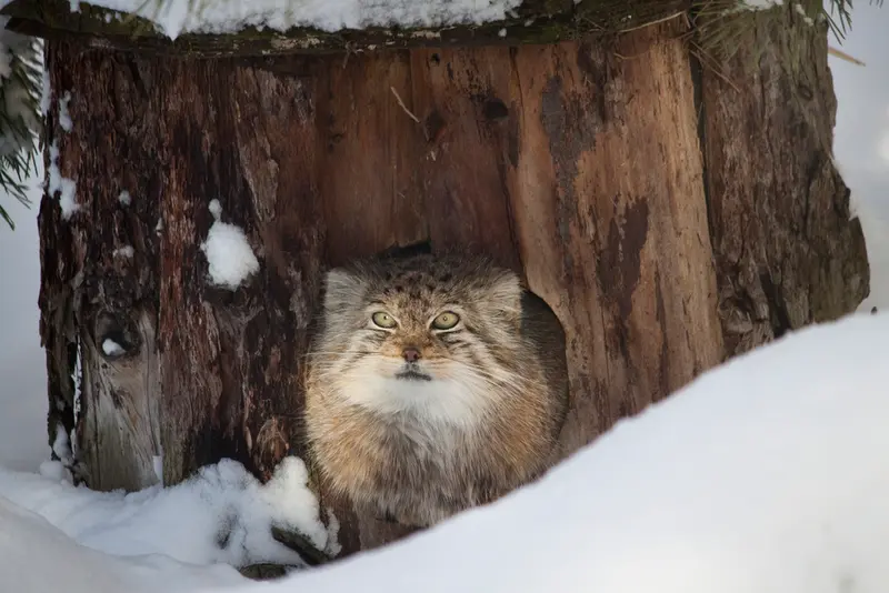 A photograph of Solitaire in Korkeasaari Zoo