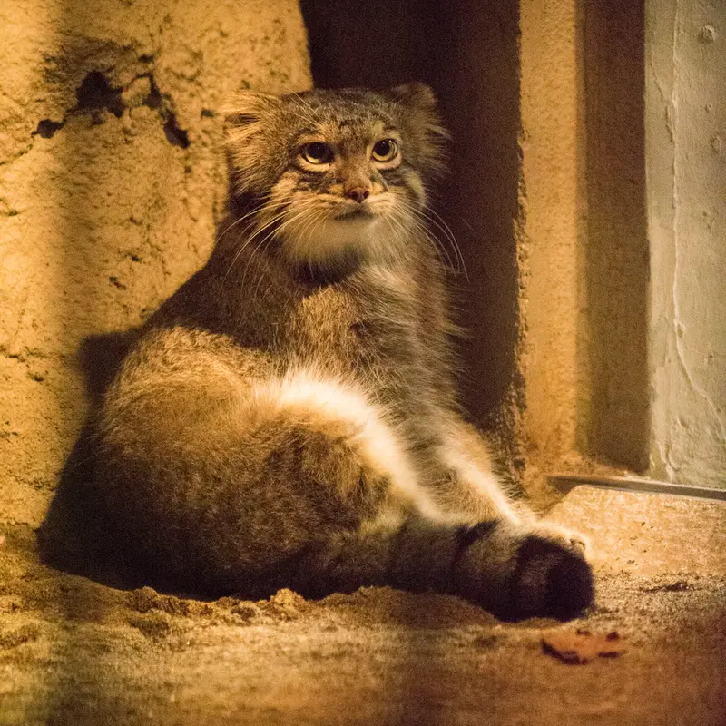 A photograph of Figa in Nogeyama Zoo
