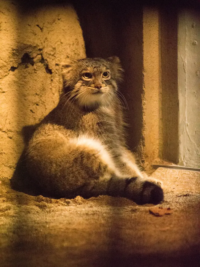 A photograph of Figa in Nogeyama Zoo