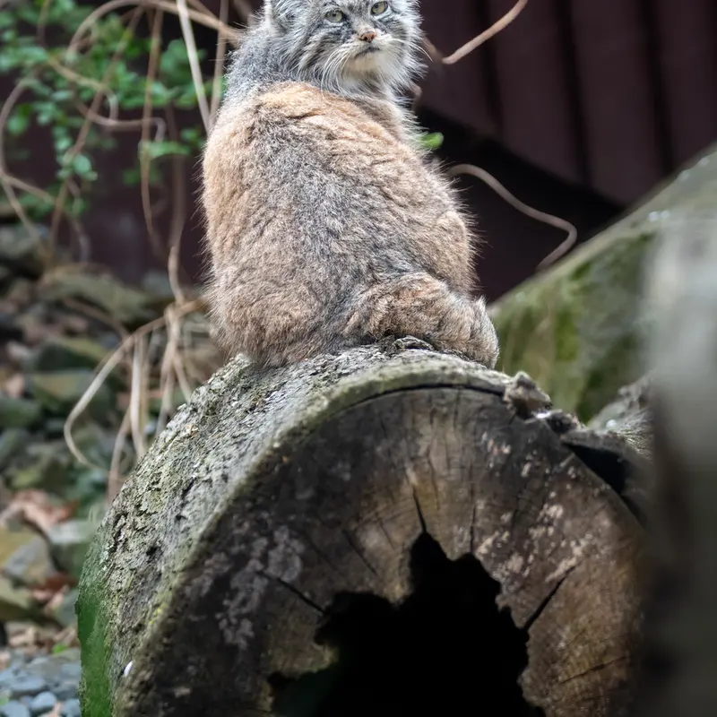 A photograph of Moira in Ostrava Zoo