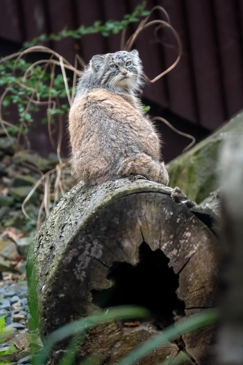 A photograph of Moira in Ostrava Zoo