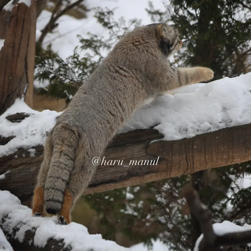 A photograph of Nagomu in Nasu Animal Kingdom