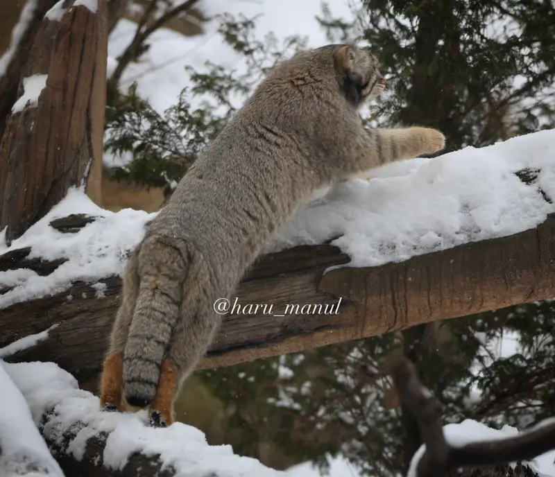 A photograph of Nagomu in Nasu Animal Kingdom